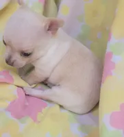 Mia, a female Chihuahua for sale in Stilwell, OK – 8 of 10