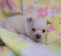 Mia, a female Chihuahua for sale in Stilwell, OK – 9 of 10