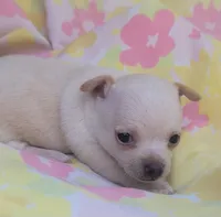 Mia, a female Chihuahua for sale in Stilwell, OK – 3 of 10