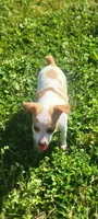 Lula, a female Rat Terrier for sale in Stilwell, OK – 7 of 10