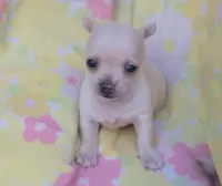 Ella, a female Chihuahua for sale in Stilwell, OK – 2 of 10