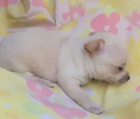 Mia, a female Chihuahua for sale in Stilwell, OK – 4 of 10