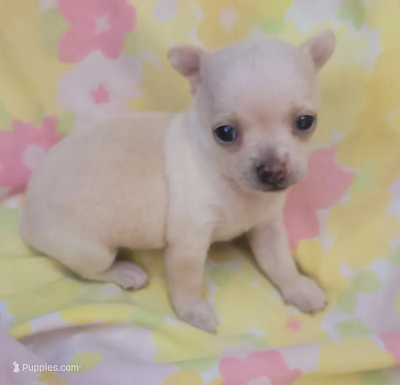 Mia – Chihuahua puppy for sale in Stilwell, OK