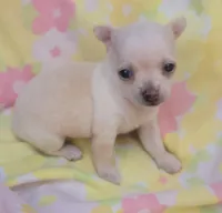 Mia, a female Chihuahua for sale in Stilwell, OK – 1 of 10