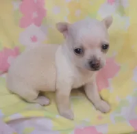 Mia, a female Chihuahua for sale in Stilwell, OK – 7 of 10