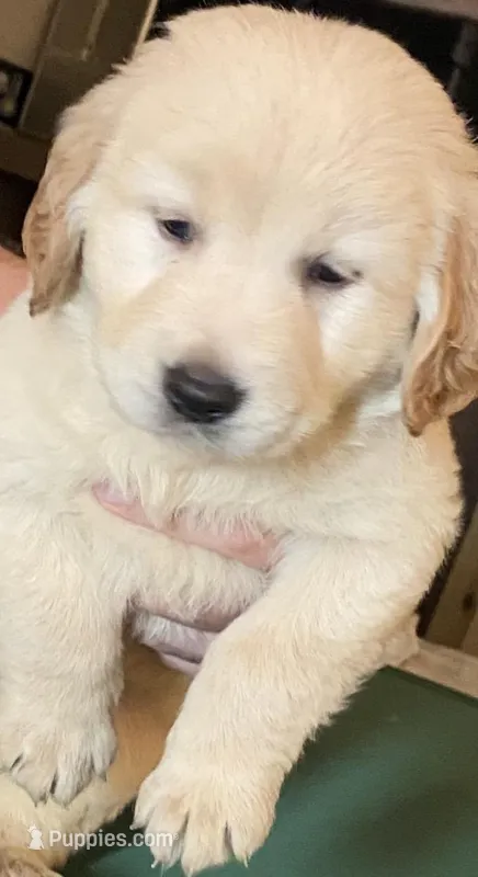 Kale, a male English Cream Golden Retriever for sale in Winter Park, FL – Photo 1 of 1