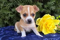 Danny, a male Chihuahua for sale in Harlan, IN – 4 of 4