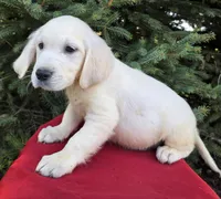 Jimmy, a male Golden Retriever for sale in Harlan, IN – Photo 3 of 4