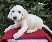 Jimmy, a male Golden Retriever for sale in Harlan, IN – Photo 1 of 4