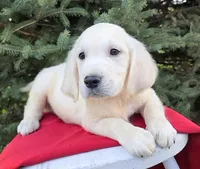 Jimmy, a male Golden Retriever for sale in Harlan, IN – Photo 2 of 4