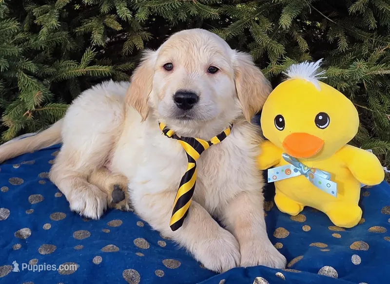 Max – Golden Retriever puppy for sale in Harlan, IN
