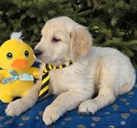 Max, a male Golden Retriever for sale in Harlan, IN – Photo 4 of 4