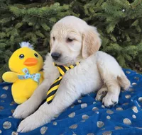 Max, a male Golden Retriever for sale in Harlan, IN – Photo 3 of 4