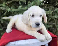 Jimmy, a male Golden Retriever for sale in Harlan, IN – Photo 4 of 4