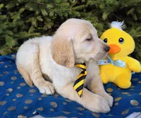 Max, a male Golden Retriever for sale in Harlan, IN – Photo 2 of 4