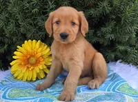 Timmy , a male Golden Retriever for sale in Harlan, IN – 4 of 4