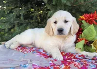 Francine , a female Golden Retriever for sale in Harlan, IN – 4 of 4