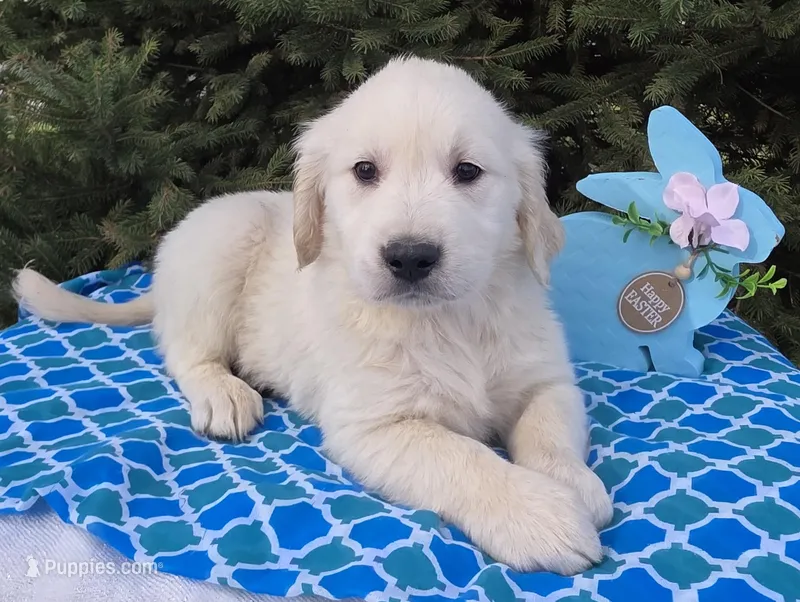 Mikey  – Golden Retriever puppy for sale in Harlan, IN