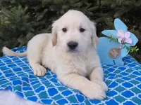 Mikey , a male Golden Retriever for sale in Harlan, IN – Photo 1 of 4