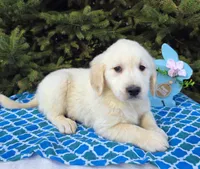 Mikey , a male Golden Retriever for sale in Harlan, IN – Photo 4 of 4