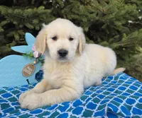 Mikey , a male Golden Retriever for sale in Harlan, IN – Photo 3 of 4