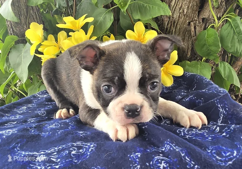Jackson  – Boston Terrier puppy for sale in Harlan, IN
