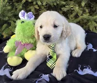 Maylon, a male Golden Retriever for sale in Harlan, IN – Photo 4 of 4