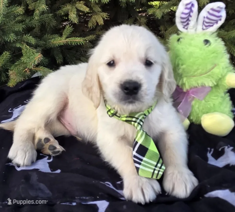 Maylon – Golden Retriever puppy for sale in Harlan, IN