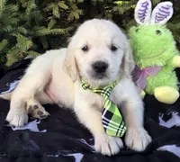 Maylon, a male Golden Retriever for sale in Harlan, IN – Photo 1 of 4