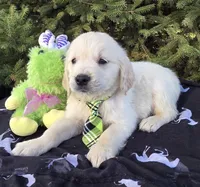 Maylon, a male Golden Retriever for sale in Harlan, IN – Photo 3 of 4