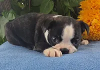 Carson, a male Boston Terrier for sale in Harlan, IN – 4 of 4