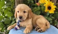 Bryson, a male Golden Retriever for sale in Harlan, IN – 2 of 5