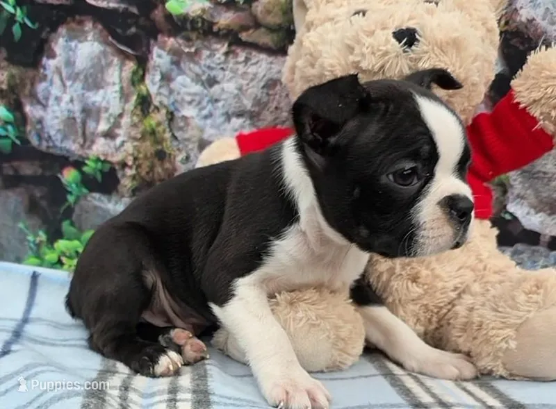 Brandon , a male Boston Terrier for sale in Harlan, IN – Photo 1 of 4