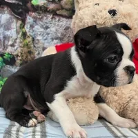 Brandon , a male Boston Terrier for sale in Harlan, IN – Photo 1 of 4