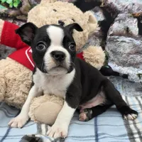 Brandon , a male Boston Terrier for sale in Harlan, IN – Photo 4 of 4