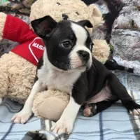 Brandon , a male Boston Terrier for sale in Harlan, IN – Photo 3 of 4