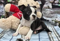 Brandon , a male Boston Terrier for sale in Harlan, IN – Photo 3 of 4