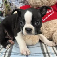 Brandon , a male Boston Terrier for sale in Harlan, IN – Photo 2 of 4