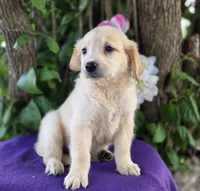 Gracelyn , a female Golden Retriever for sale in Harlan, IN – 4 of 4