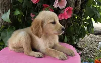 Darla, a female Golden Retriever for sale in Harlan, IN – 4 of 4