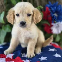 Ansin, a male Golden Retriever for sale in Harlan, IN – 4 of 4