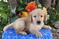 Andy, a male Golden Retriever for sale in Harlan, IN – 4 of 4