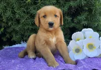 Lacy , a female Golden Retriever for sale in Harlan, IN – 4 of 4