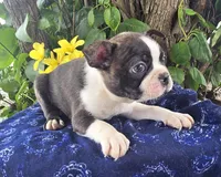 Jackson , a male Boston Terrier for sale in Harlan, IN – 2 of 4