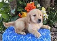 Andy, a male Golden Retriever for sale in Harlan, IN – 3 of 4