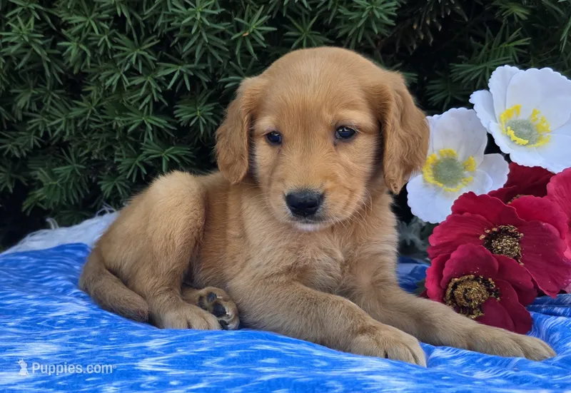 Titus – Golden Retriever puppy for sale in Harlan, IN
