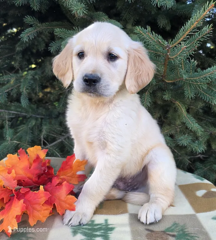 Freddy – Golden Retriever puppy for sale in Harlan, IN