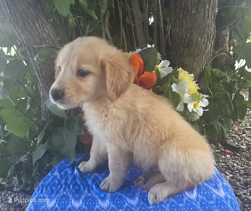 Andy – Golden Retriever puppy for sale in Harlan, IN