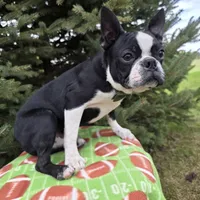 Denny, a male Boston Terrier for sale in Harlan, IN – Photo 4 of 4