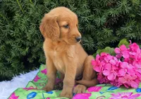Maxine, a female Golden Retriever for sale in Harlan, IN – 1 of 4